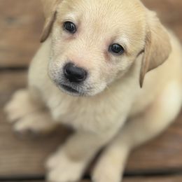 Lupine red - Yellow male Labrador Retriever puppy in Centreville, Maryland from Barbihaus Kennels