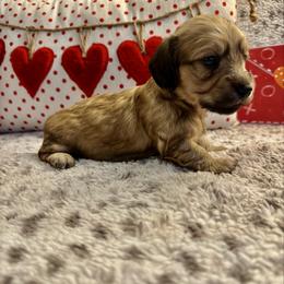 Quella - Cream female Dachshund puppy in Hensley, Arkansas from The Dachshund Barn
