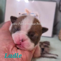 Girl 4 - Blue female Boston Terrier puppy in Griffin, Georgia from Celtic Kennel Bostons