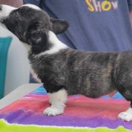 Amon(tillado) - Brindle and white Cardigan Welsh Corgi puppy in Bel Air, Maryland from Brechdan Cardigan Welsh Corgis