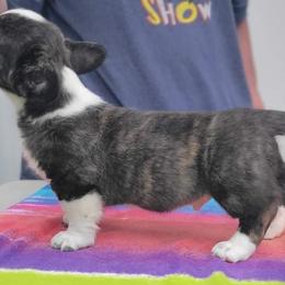 Amon(tillado) - Brindle and white Cardigan Welsh Corgi puppy in Bel Air, Maryland from Brechdan Cardigan Welsh Corgis
