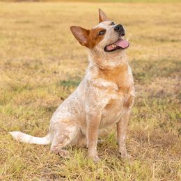 Figs - Australian Cattle Dog