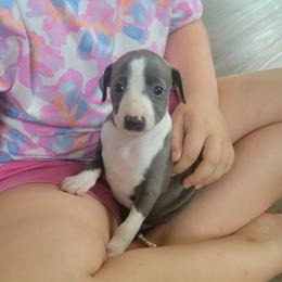 Girl 1 - Blue female Italian Greyhound puppy in Monticello, Florida from Lebeck Acres