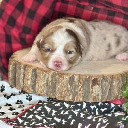 Merlin - Red merle male Miniature Australian Shepherd puppy in California from Eagle River Aussies