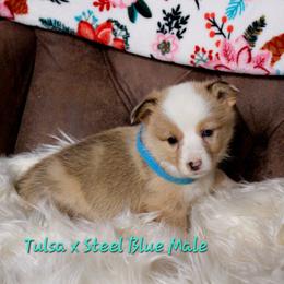Blue male - White and red male Pembroke Welsh Corgi puppy in Wayne City, Illinois from Lash Livestock & Corgis
