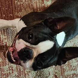Boston Terriers from Boston Pride
