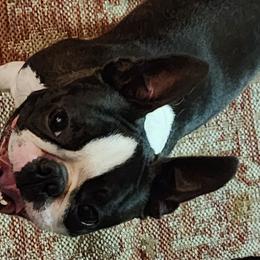 Boston Terriers from Boston Pride