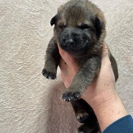 Green Collar - Sable male German Shepherd puppy in Willington, Connecticut from Wertvoll German Shepherds