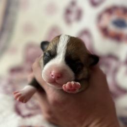 Layla - Red female Pembroke Welsh Corgi puppy in Hope, Arkansas from Foxy Knoll Farm