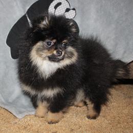 SCOUT - Black and tan male Pomeranian puppy in Memphis, Michigan from Magix'z Pomeranians