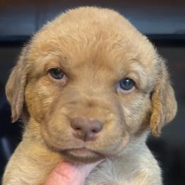 Lime Green Collar girl - Sedge female Chesapeake Bay Retriever puppy in Las Vegas, Nevada from Birdsview Chesapeake Kennel