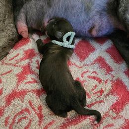 Acorn - Brown and white male Portuguese Water Dog puppy in Beverly Hills, Florida from Allegiance Portuguese Water Dogs