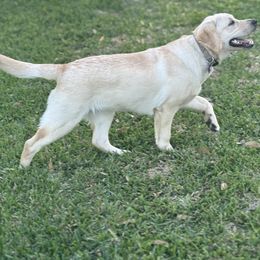 Labrador Retriever All Grown Up from Pride Rock Labradors