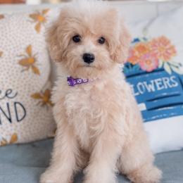 Maltipoo puppies from Grams Poodle Babies