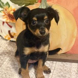 North Star Gems' Libby - Black and tan female Prague Ratter puppy in Seward, Alaska from North Star Gem’s Prague Ratters