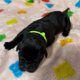 Lime Collar R - Black male Cane Corso puppy in Paris, Texas from Knucklehead Cane Corso