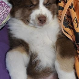 Miniature American Shepherd Puppies from WestOak Miniature American Shepherds