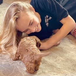 Cavapoo Puppies from Patriot Pups Cavapoos