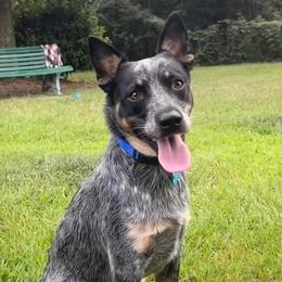Australian Cattle Dogs from Rusty Blue Dog Farm