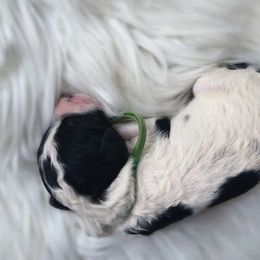 Goldendoodle Puppies from Lady Doodle Farm