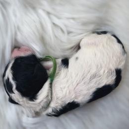 Goldendoodle Puppies from Lady Doodle Farm