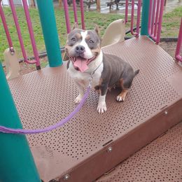 Caprice  - American Bully