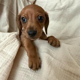Boy 3 - Cream male Dachshund puppy in Moriarty, New Mexico from Lil Smokey’s of New Mexico