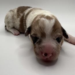 Rowan - Red merle and white female American Corgi puppy in Scottown, Ohio from Wyndy Ridge Corgis