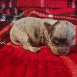 Boy 2 - Merle male Chihuahua puppy in Warsaw, Virginia from B&D Chihuahuas