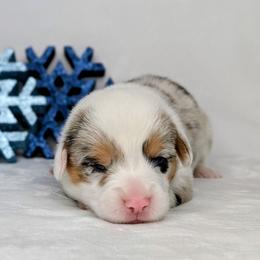 Linus - Blue merle and white male American Corgi puppy in Clarksville, Tennessee from Cold Creek Family Farm LLC