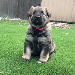 Pink Girl - Gray sable female Shiloh Shepherd puppy in Indianapolis, Indiana from Echo Shilohs