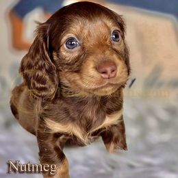 Nutmeg - Chocolate and cream female Dachshund puppy in Cave Junction, Oregon from Rockindachs