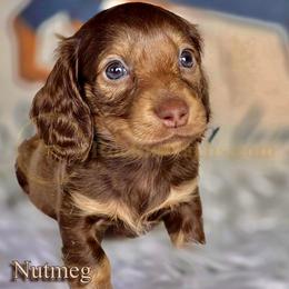 Nutmeg - Chocolate and cream female Dachshund puppy in Cave Junction, Oregon from Rockindachs