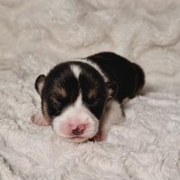Boo - Black and tan male Pembroke Welsh Corgi puppy in Northwood, Iowa from Sorrel Sands Corgis