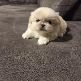 Molly Rose - Cream female Pekingese puppy in Kingman, Arizona from Faith Harvey