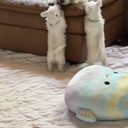 West Highland White Terrier Puppies from Must Love Westie Dogs