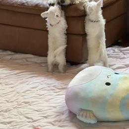 West Highland White Terrier Puppies from Must Love Westie Dogs