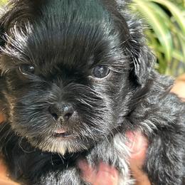 Buster - Black and white male Shih Tzu puppy in Victorville, California from Precioustzus
