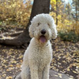 Bailey - Labradoodle