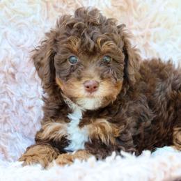 Joy - Brown and white female Bernedoodle puppy in Muskogee, Oklahoma from Lawler’s Legacy Litters