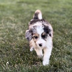Australian Mountain Doodle Puppies from MB Livestock