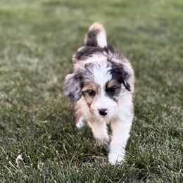 Australian Mountain Doodle Puppies from MB Livestock