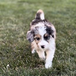Australian Mountain Doodle Puppies from MB Livestock