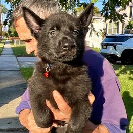 Blue-and-Red Tag - Black male German Shepherd puppy in Jersey City, New Jersey from Von Gonta Haus German Shepherds