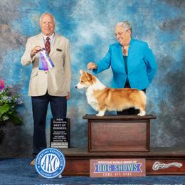 Kenny - Pembroke Welsh Corgi