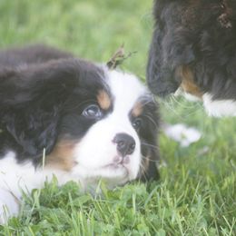 Bernese Mountain Dog Puppies from Lonesome Pine Farm