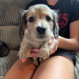 Shaded Cream 4000 LH Girl B - Cream female Dachshund puppy in Fenton, Michigan from Always Darling Dachshunds