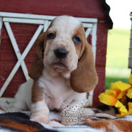 ESPN - Mahogany and white female Basset Hound puppy in Pollock, Missouri from Northstar