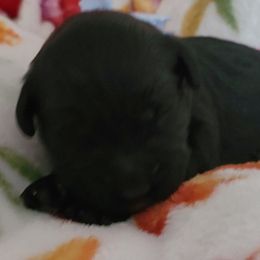 Boy 2 - Portuguese Water Dog puppy in Maine from Lion Heart Pwds