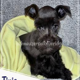 Tinie - Miniature Schnauzer